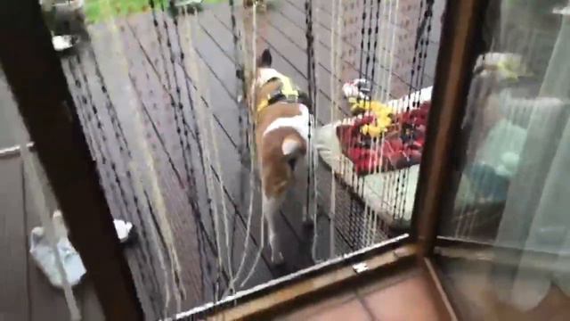 Карантин собаки в Германии, продолжается. смотреть онлайн