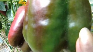 Обзор урожайных крупноплодных сладких перцев 01 08 21. Часть 1.