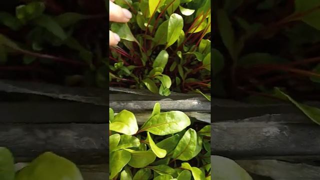 Мангольд в закрытом грунте. смотреть онлайн