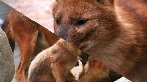 Красный волк (лат. Cuon alpinus) - красивое и опасное животное, занесённое в Красную книгу!
