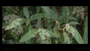 Калина морщинолистная Viburnum rhytidophyllum Вечнозелёный куст