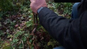 Подвязка виноградников. Сухая гора.