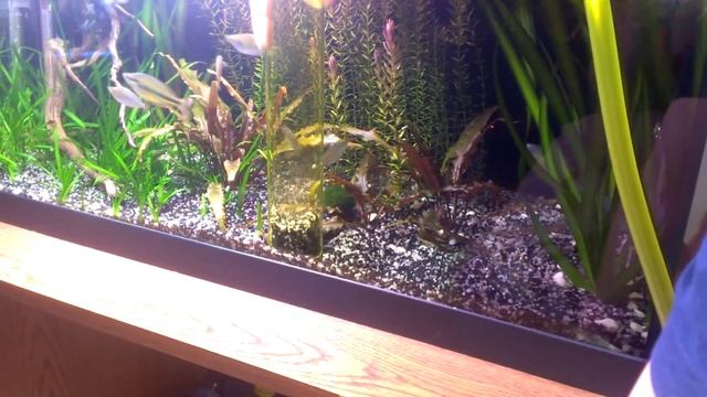 Sera gravel cleaner смотреть онлайн