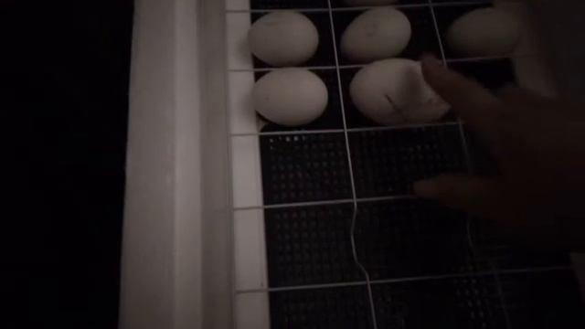 овоскопирование утиных яиц