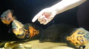 Астронотус атакует руку. Oscar cichlid attack hand. (06.07.2016)
