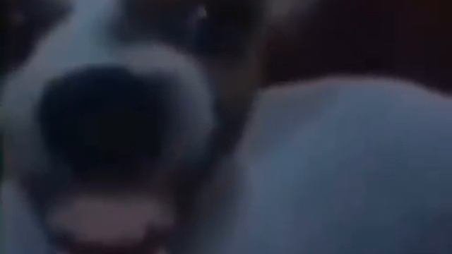 Собака смеётся