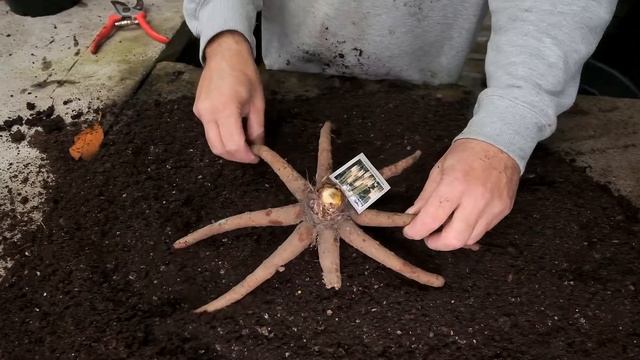 Planting Eremurus - Burncoose Nurseries смотреть онлайн