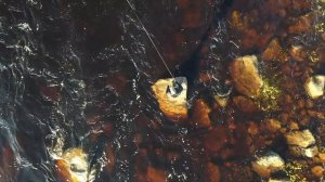 Рыбалка на Кольском. Река Йоканьга - уникальное место для ловли самых крупных лососей.