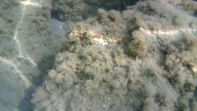 Fishes in Corfu Kanoni beach смотреть онлайн