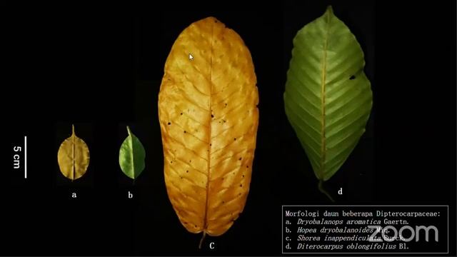 GenbiTalks Series #2 Diversitas & Etnobotani Dipterocarp dan Keragaman Flora Hutan Sekunder Borneo смотреть онлайн