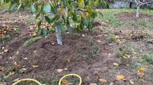 Влагозарядный полив? сада?. Зачем он нужен?