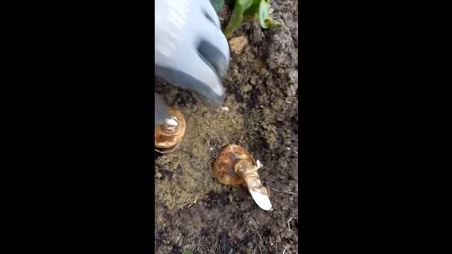 .  ГИМЕНОКАЛЛИС или ИСМЕНА . Посадка в открытый грунт.