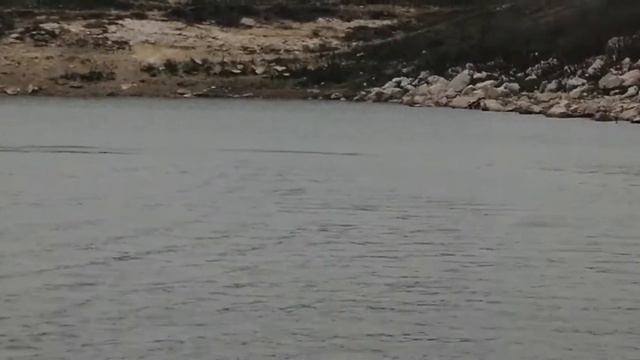 Fishboat Leon в новой расцветке смотреть онлайн