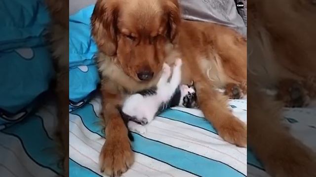 Кошка дружит с собакой
