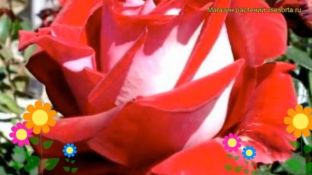 Роза чайно-гибридная Люксор. Краткий обзор, описание характеристик, где купить саженцы Luxor смотреть онлайн