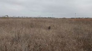 Охота на фазана,курцхаар Дина в стойке