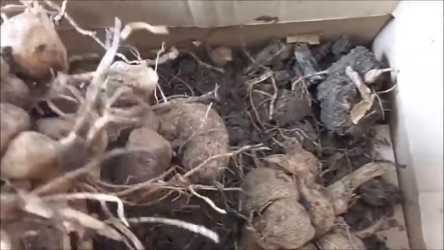 Выставила Георгины на проращивание после зимы