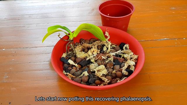PHALAENOPSIS ORCHID SETUP | Request Video | All About Phalaenopsis Orchid смотреть онлайн