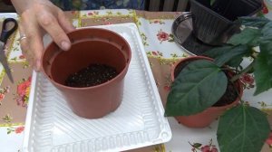 Пересадим черенок замиокулькаса