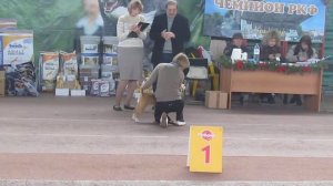 Выставка Чемпиона РКФ 6гр.Бигли