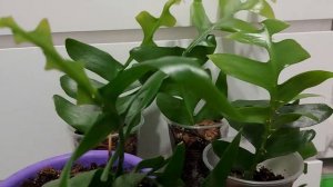 Марниера: уход и размножение