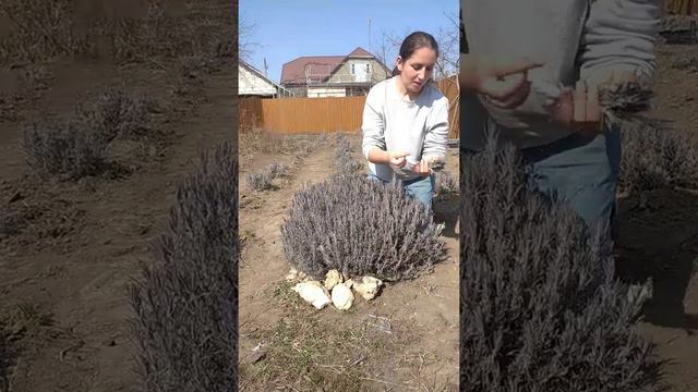 весенняя обрезка лаванды