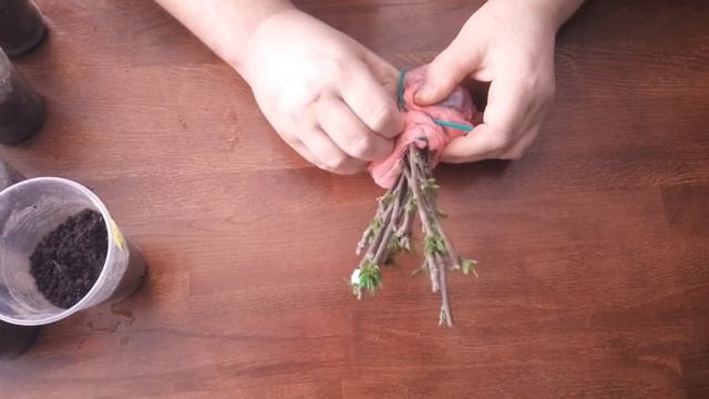 Укоренение черенков древовидного сирийского гибискуса зимой. смотреть онлайн