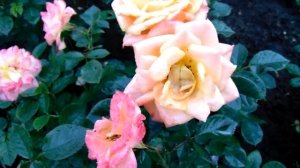 Rosa ´Apricot Clementine´