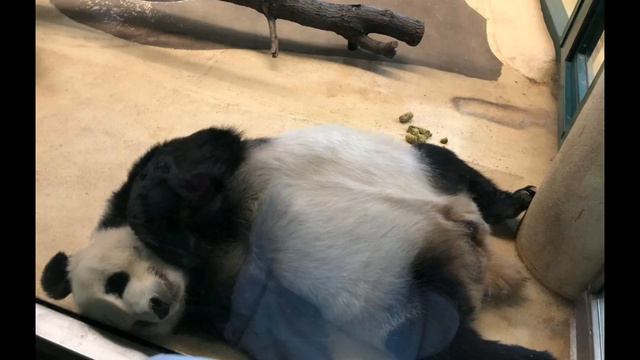 милые моменты 💖животные💖 это, всё для @Roblox._.12331 3 длинный Эдит в 3 мин смотреть онлайн