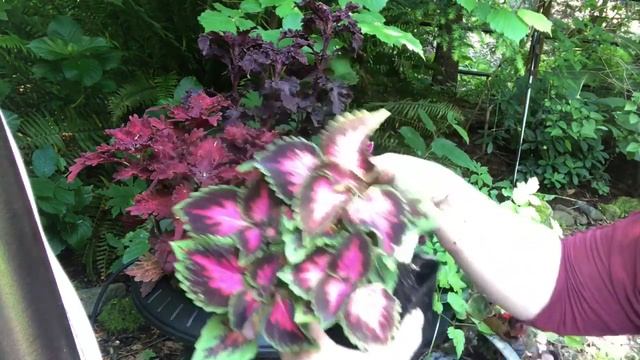 • Mixed Coleus Planter- Container Gardening- Shade Garden Plants• смотреть онлайн