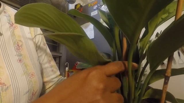 Homalomena Selby Plant I Short and VERY SWEET video of Planterina Plant Unboxing смотреть онлайн