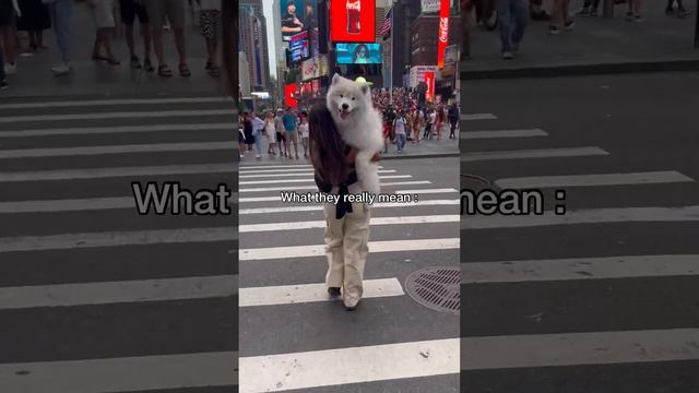 Does this count as exercise? #dog #funny #samoyed