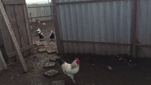 КУРЫ И УТКИ ДРОБЛЁНКУ ЕДЯТ ЛУЧШЕ, ЧЕМ ЦЕЛЬНОЕ ЗЕРНО !
