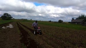 Копаем картофель мотоблоком Фермер 1011 (распашка картофеля веерной картофелекопалкой)