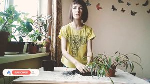 Пересадка Ледебурии