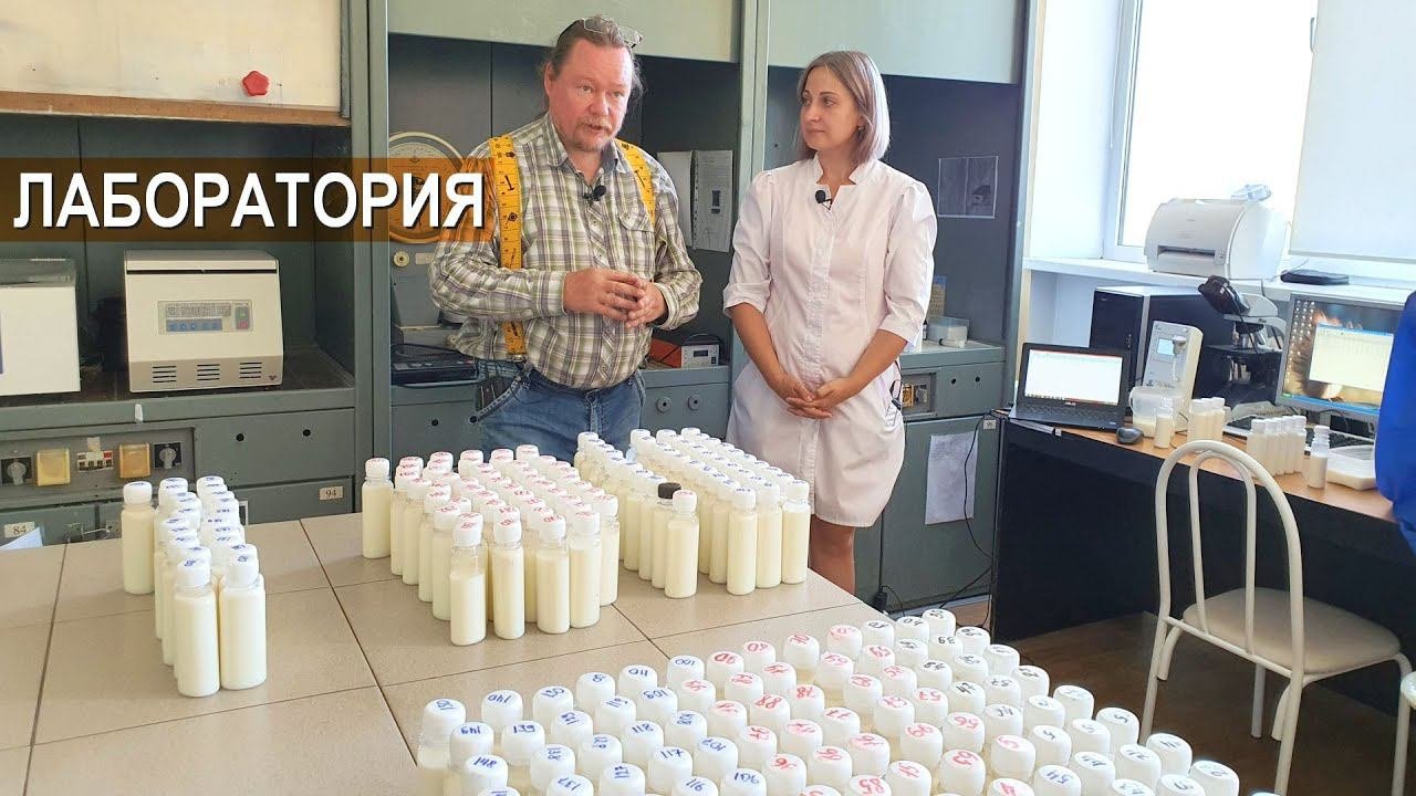 Наука и фермеры. Есть ли прибыль у хозяйства от сотрудничества? Анализ молока в лаборатории НИИММП?