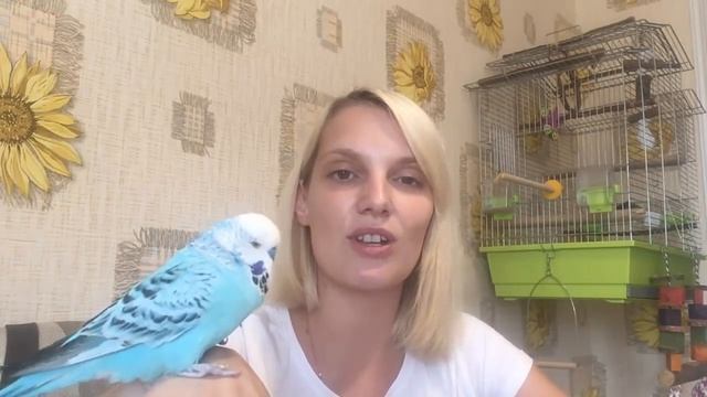 УФ лампа для волнистых попугаев? Ответы на вопросы! Я вру? смотреть ...