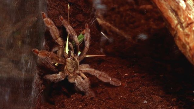 Как охотится Psalmopoeus cambridgei смотреть онлайн