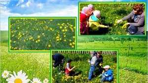 Презентация экологической тропы детский сад №2 г. Смолевичи Беларусь