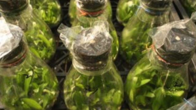 РАЗМНОЖЕНИЕ ОРХИДЕИ ЧЕРЕНКОВАНИЕМ . КАК ВЫРАСТИТЬ ОРХИДЕЮ ДОМА? #orchids #орхидеи #oldenburgru#33 смотреть онлайн