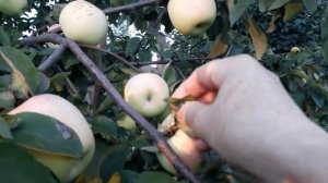 #сад #яблоняпоздняя #антоновка / Фруктовый сад для начинающих садоводов. Яблоня Антоновка