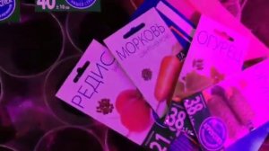 Тестирование семян от Агроуспех