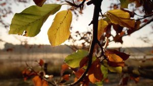 МУЗЫКА ДЛЯ РЕСТОРАНОВ И КАФЕ | МЯГКАЯ МУЗЫКА