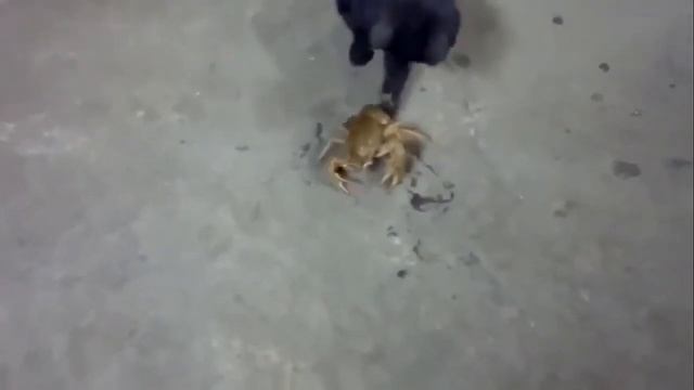 я тоже люблю раков по 5 рублей смотреть онлайн