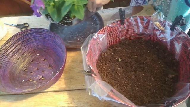 Вся ПРАВДА о Больших Самодельных Кашпо из Рекламок. Пересадка петуний в кашпо смотреть онлайн