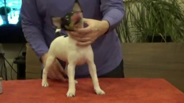 Ellada 10 недель смотреть онлайн