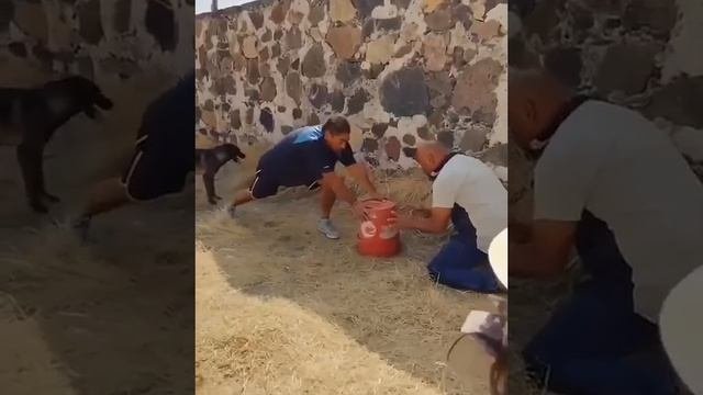 Пранк 💩