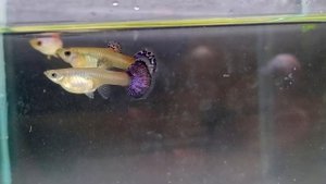 Гуппи магента один из штампов/guppy magenta