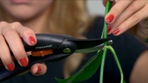 Я зову свой Эпипремнум - Рапунцель а англичане - Дьявольский плющ #потос #растения #сциндапсус