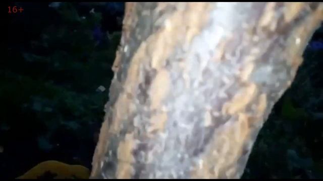 Феномен "ЭмЭко" на абрикосе. Взрыв роста абрикоса! Это надо видеть! смотреть онлайн